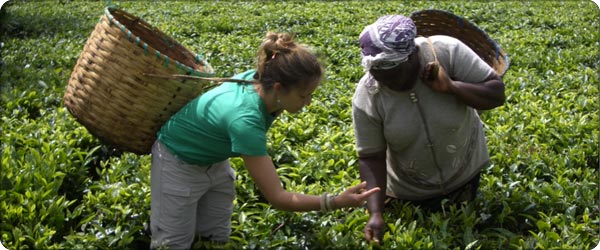 Picking tea