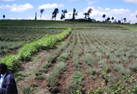 Pyrethrum farms in Kenya